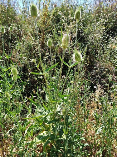 wild teasel
