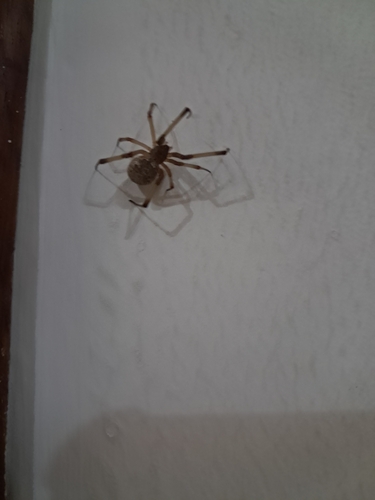 Brown Widow