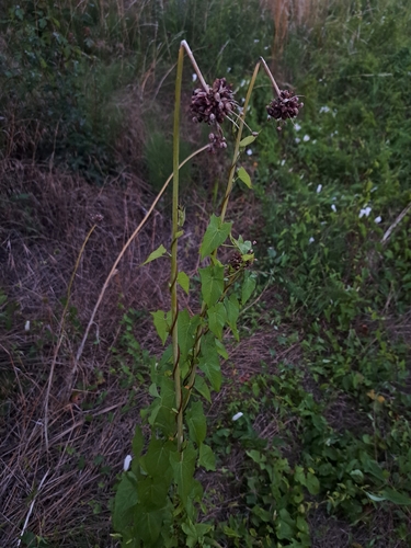 hedge bindweed