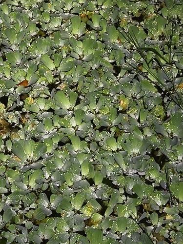 Water Lettuce