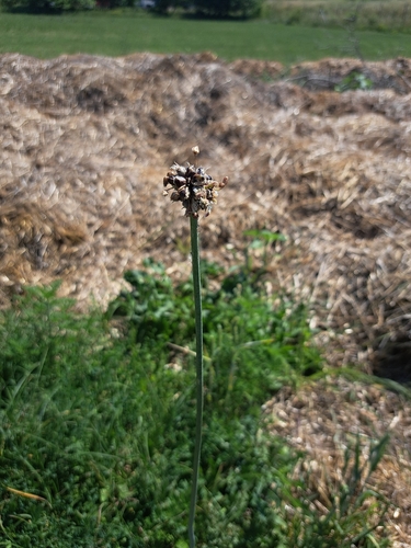 Sand Leek