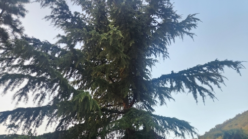 Deodar cedar