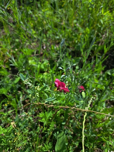 tuberous pea
