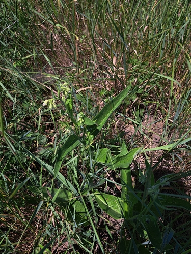 common comfrey