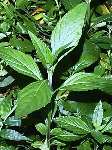 Hyptis rhomboidea