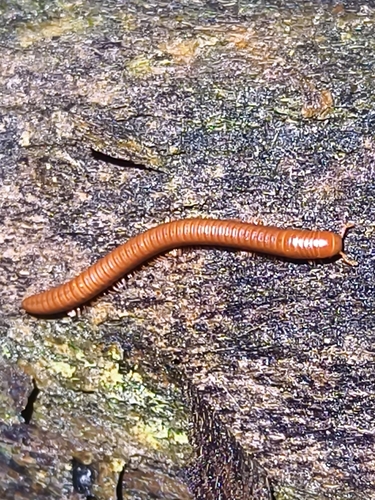 Rusty Millipede