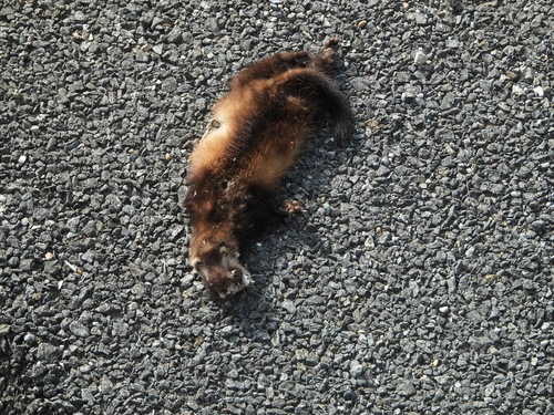 Western Polecat