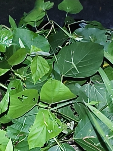 kudzu
