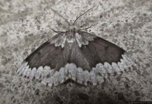 False Hemlock Looper Moth