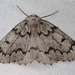 False Hemlock Looper Moth - Photo (c) Oliver K. Reichl, all rights reserved, uploaded by Oliver K. Reichl