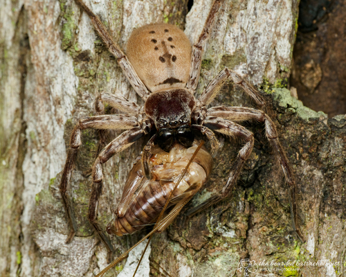 grey huntsman