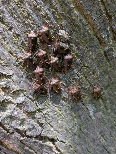 Forest Bug