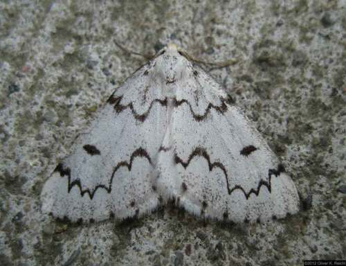 False Hemlock Looper Moth