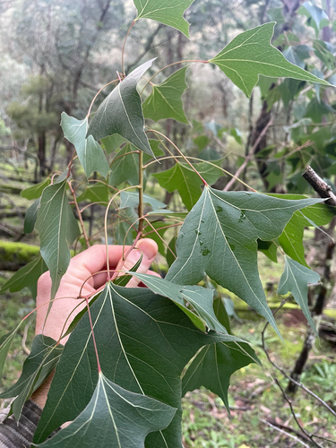 kurrajong
