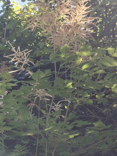 Goatsbeard