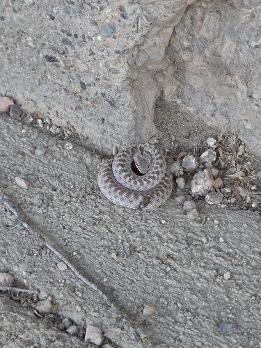 Desert Nightsnake