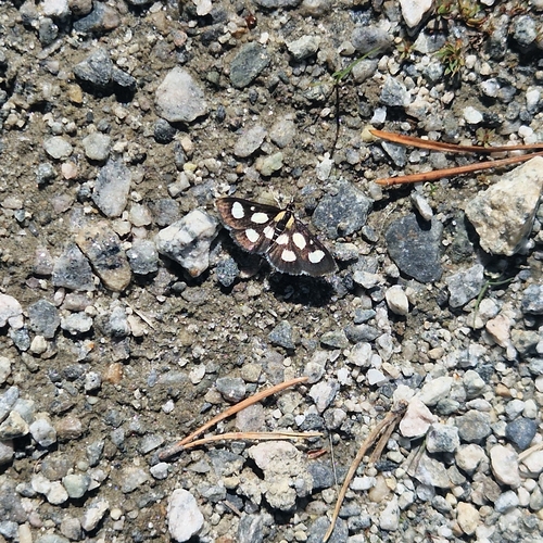 White-spotted Sable