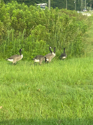 Canada Goose