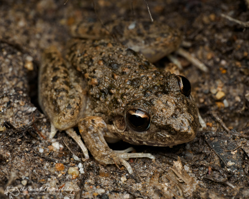 Bumpy Rocket Frog