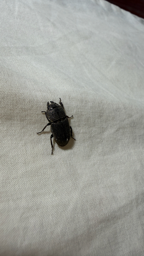 Aegus chelifer