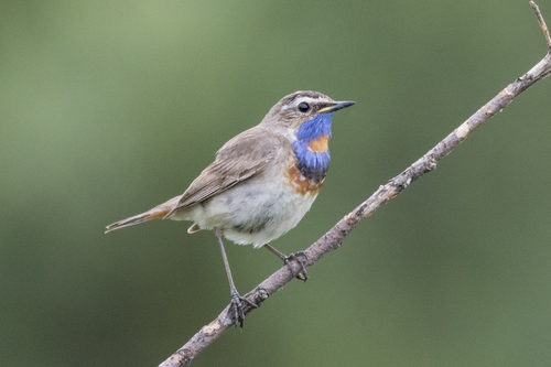 Bluethroat