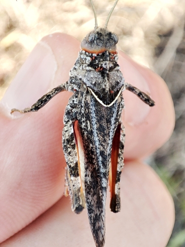 Bordered Stone Grasshopper