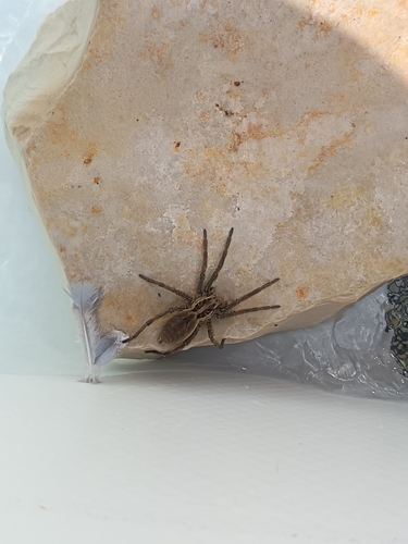 Radiated Wolf Spider
