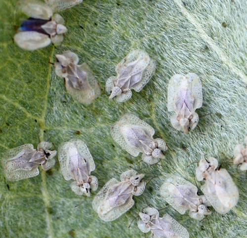 Corythucha immaculata Osborn & Drake, 1916