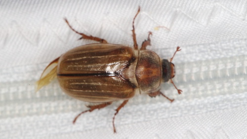 Summer Chafer