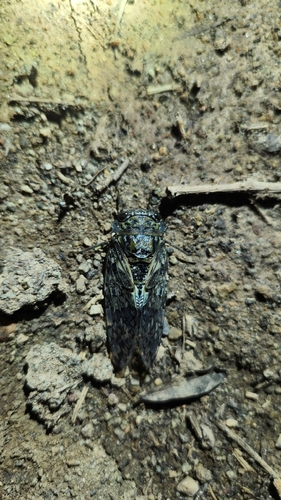 Kaempfer Cicada
