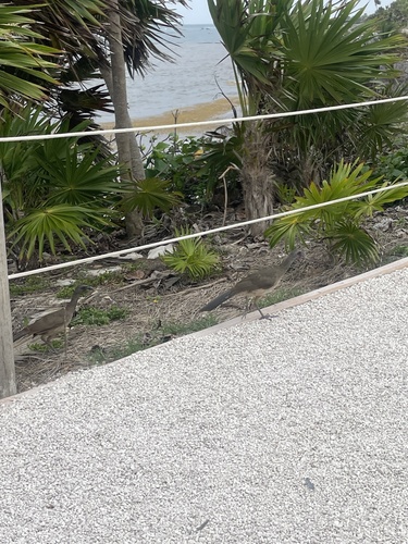 Plain Chachalaca