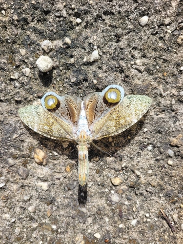 Peanut-headed Lanternfly