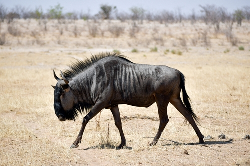 Blue Wildebeest