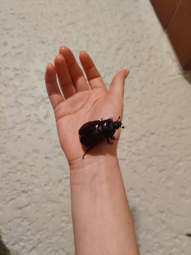 Aloeus Ox Beetle