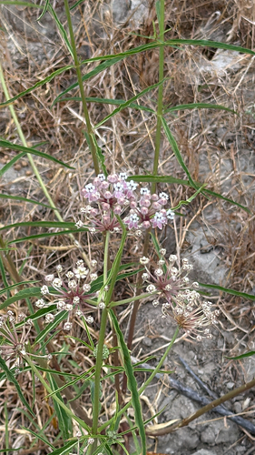 narrowleaf milkweed