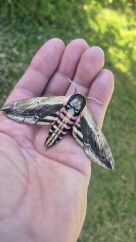 Privet Hawkmoth