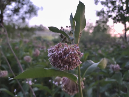 common milkweed