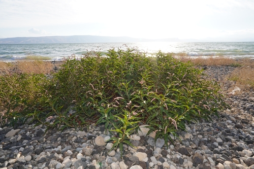Senegalese Knotgrass