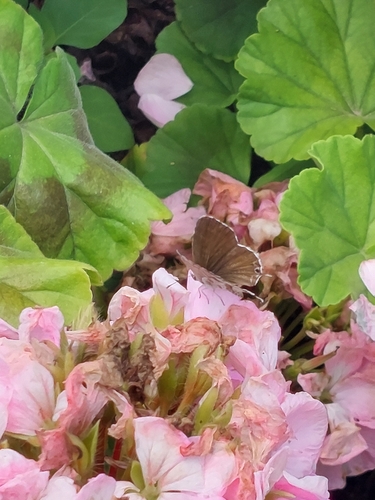 Common Geranium-bronze