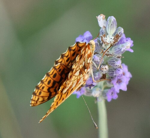 Weaver's Fritillary