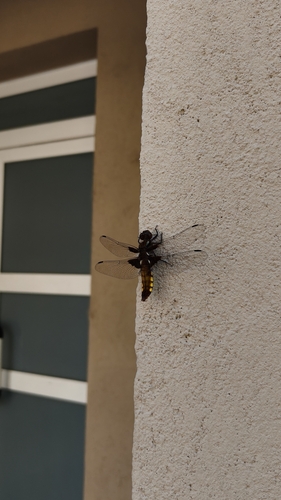 Broad-bodied Chaser