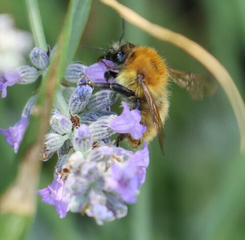 Common Carder Bumble Bee
