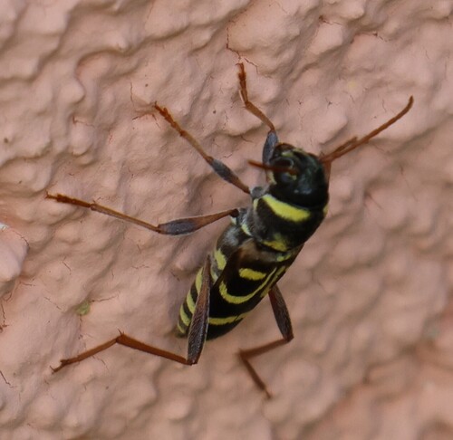 Xylotrechus arvicola