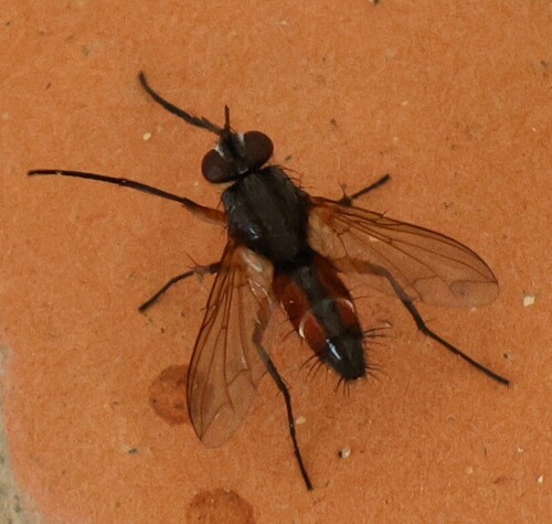 Mintho rufiventris