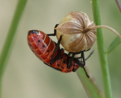 Spilostethus saxatilis