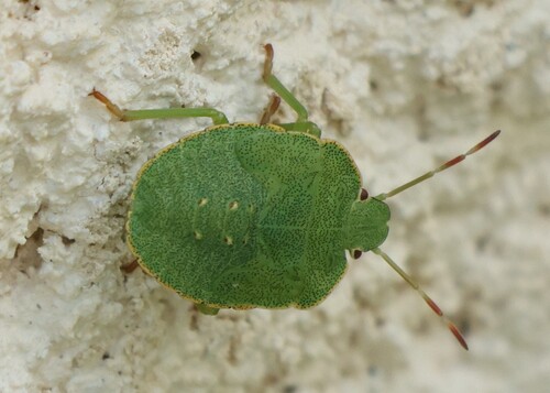 Green Shield Bug