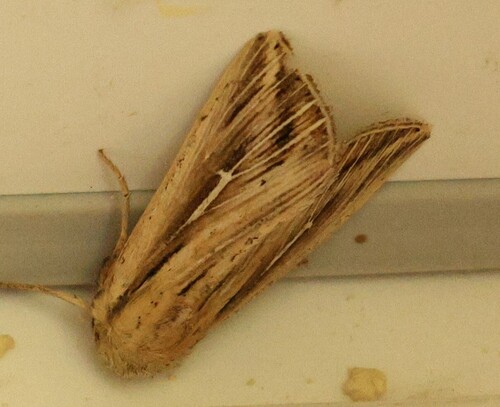 L-album Wainscot