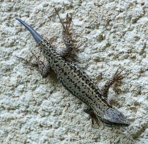 Common Wall Lizard