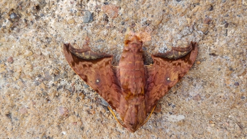 Nyceryx riscus