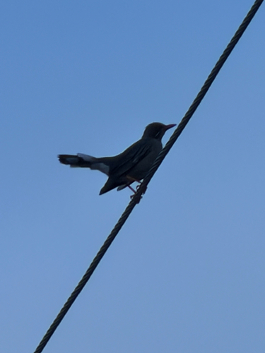 Eastern Red-legged Thrush
